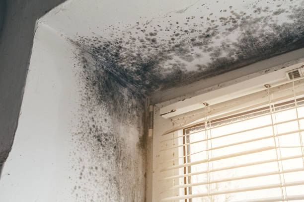 Affordable Mold Cleanup solutions in Mount Washington, KY